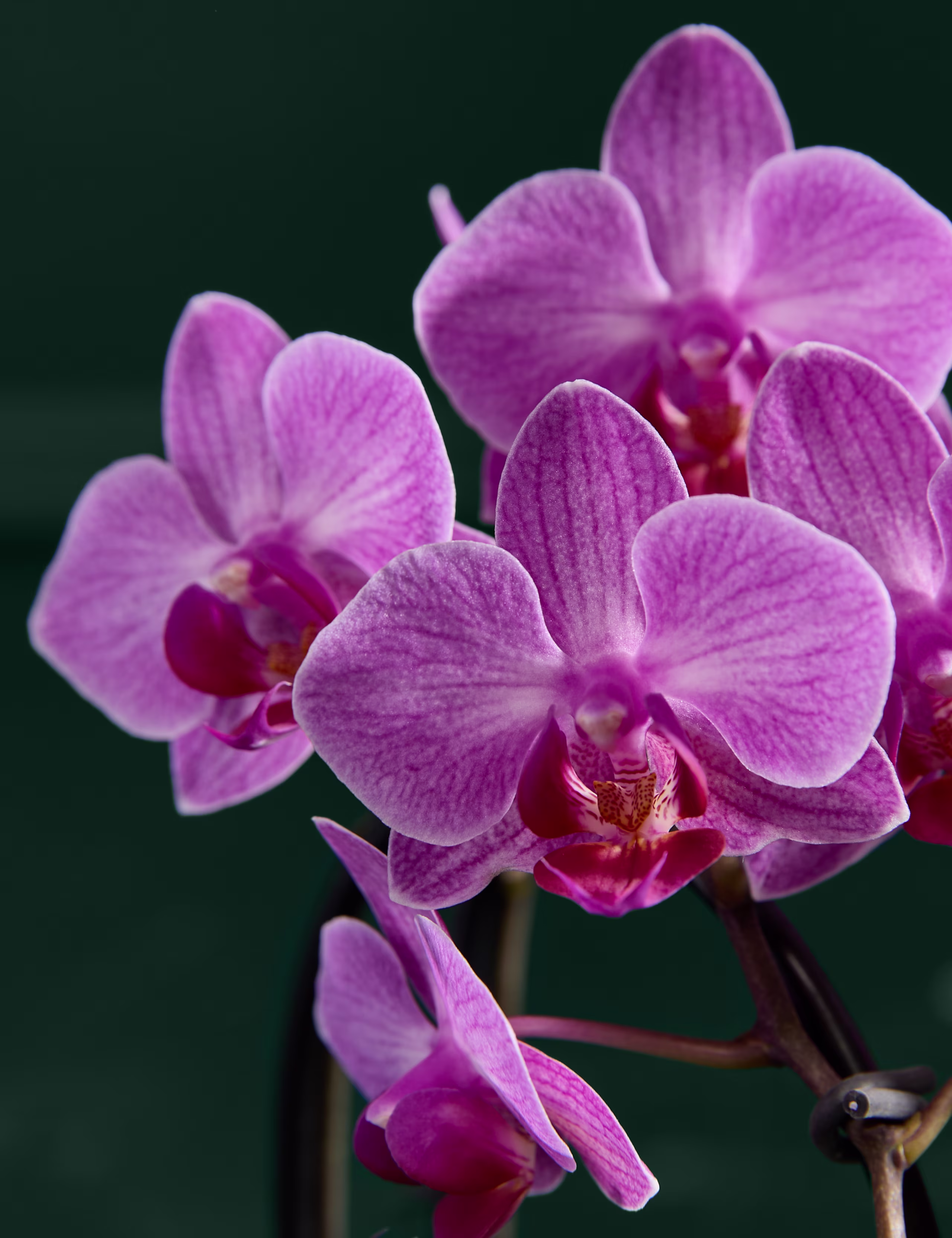 Seramik Saksıda Mor Minyatür Phalaenopsis Şelale Orkidesi